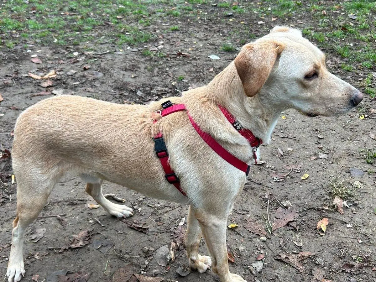 Adozione cane, maschio, Razza sconosciuta Razza sconosciuta, 4 anni e 2 mesi, taglia media, Milano