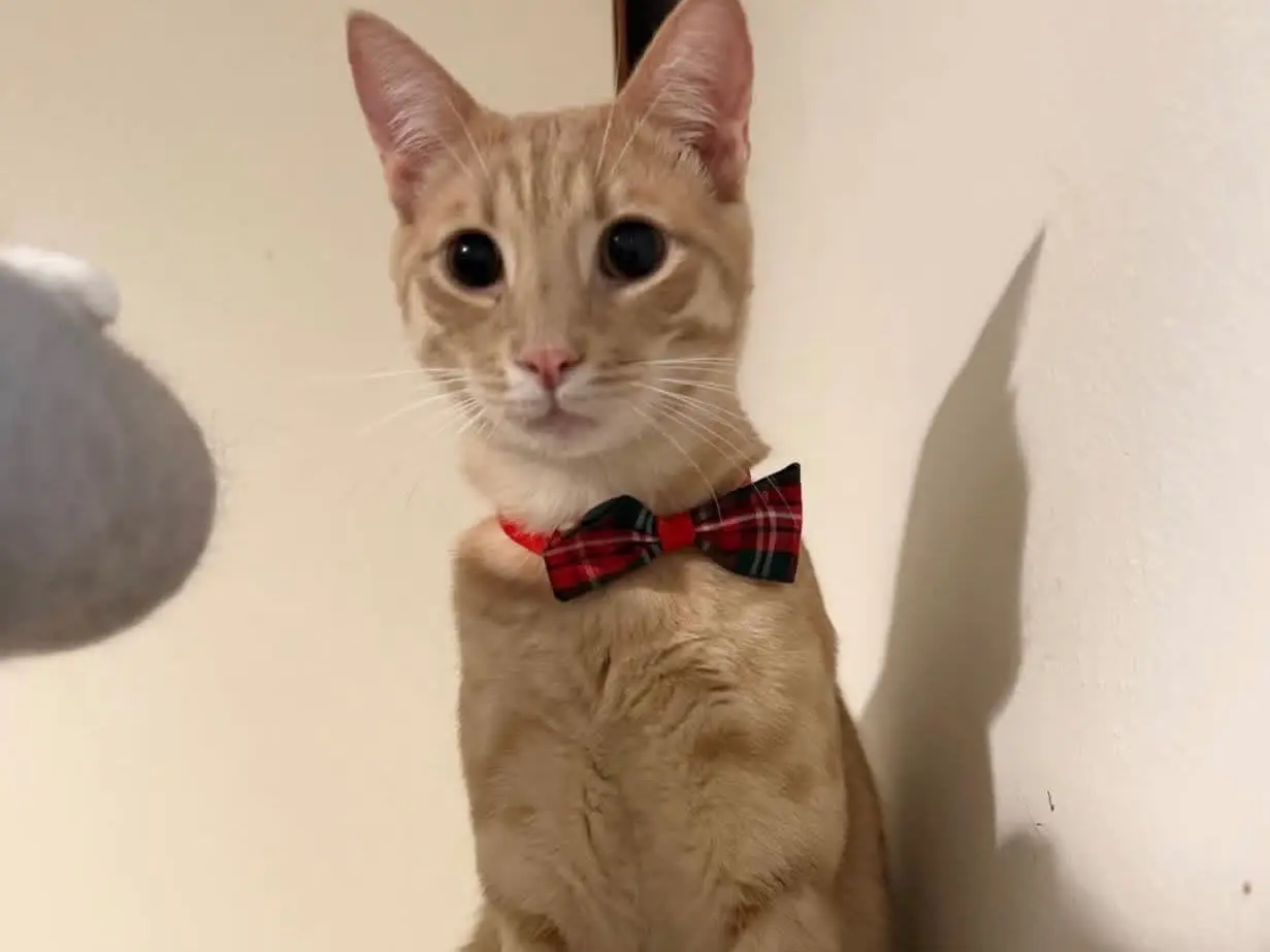 Adozione gatto, maschio, Razza sconosciuta Razza sconosciuta, 1 anno e 5 mesi, taglia non valida, Perugia