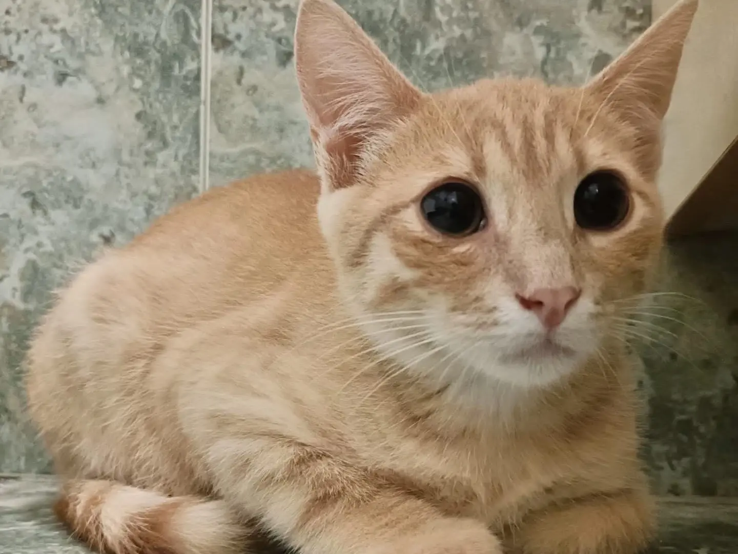 Adotta un gatto, taglia non valida, maschio, Perugia