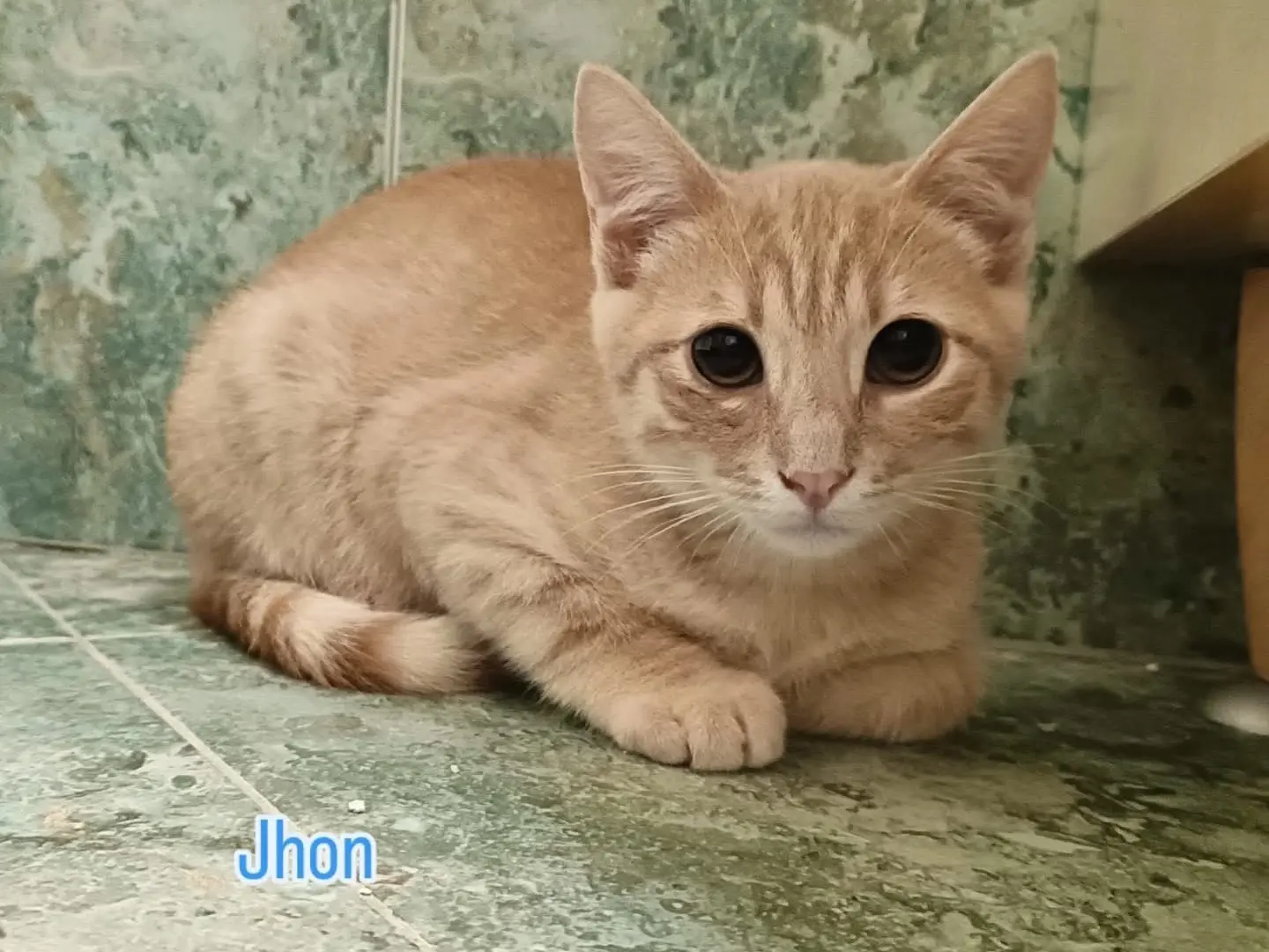 Adotta un gatto, maschio, 1 anno e 5 mesi, Perugia