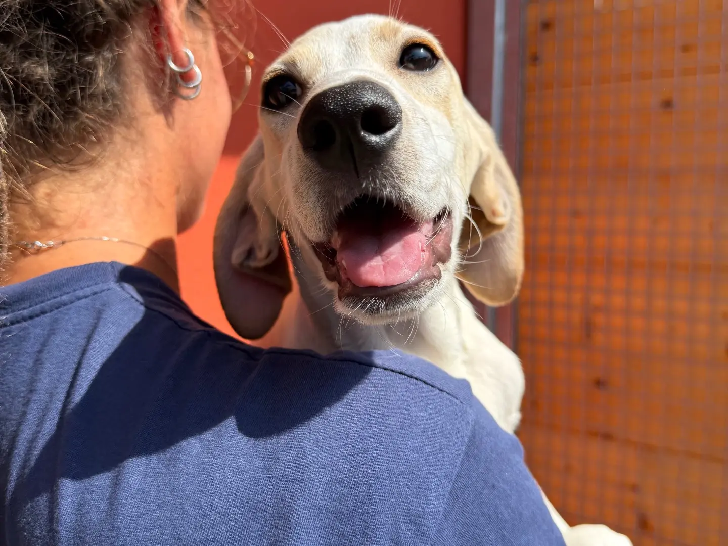 Adozione cane, maschio, Razza sconosciuta Razza sconosciuta, 8 mesi, taglia media, Milano
