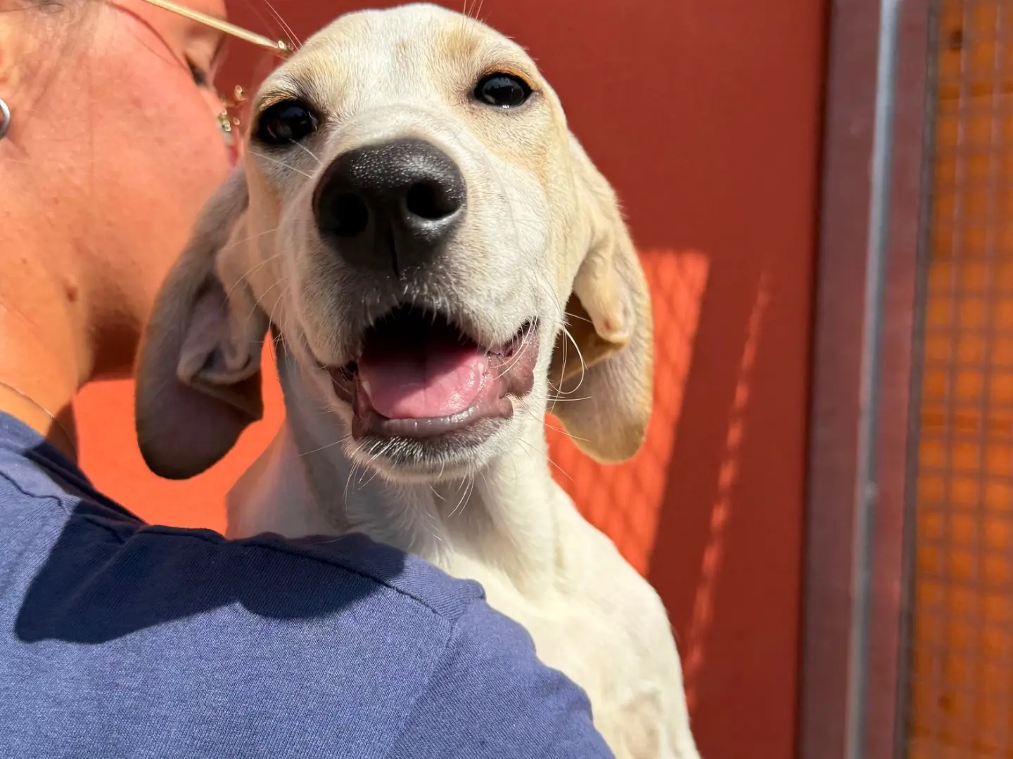 Adotta un cane, maschio, 8 mesi, Milano
