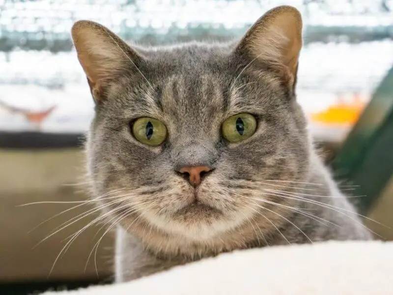 Adozione gatto, femmina, Razza sconosciuta Razza sconosciuta, 5 anni e 2 mesi, taglia non valida, Monza