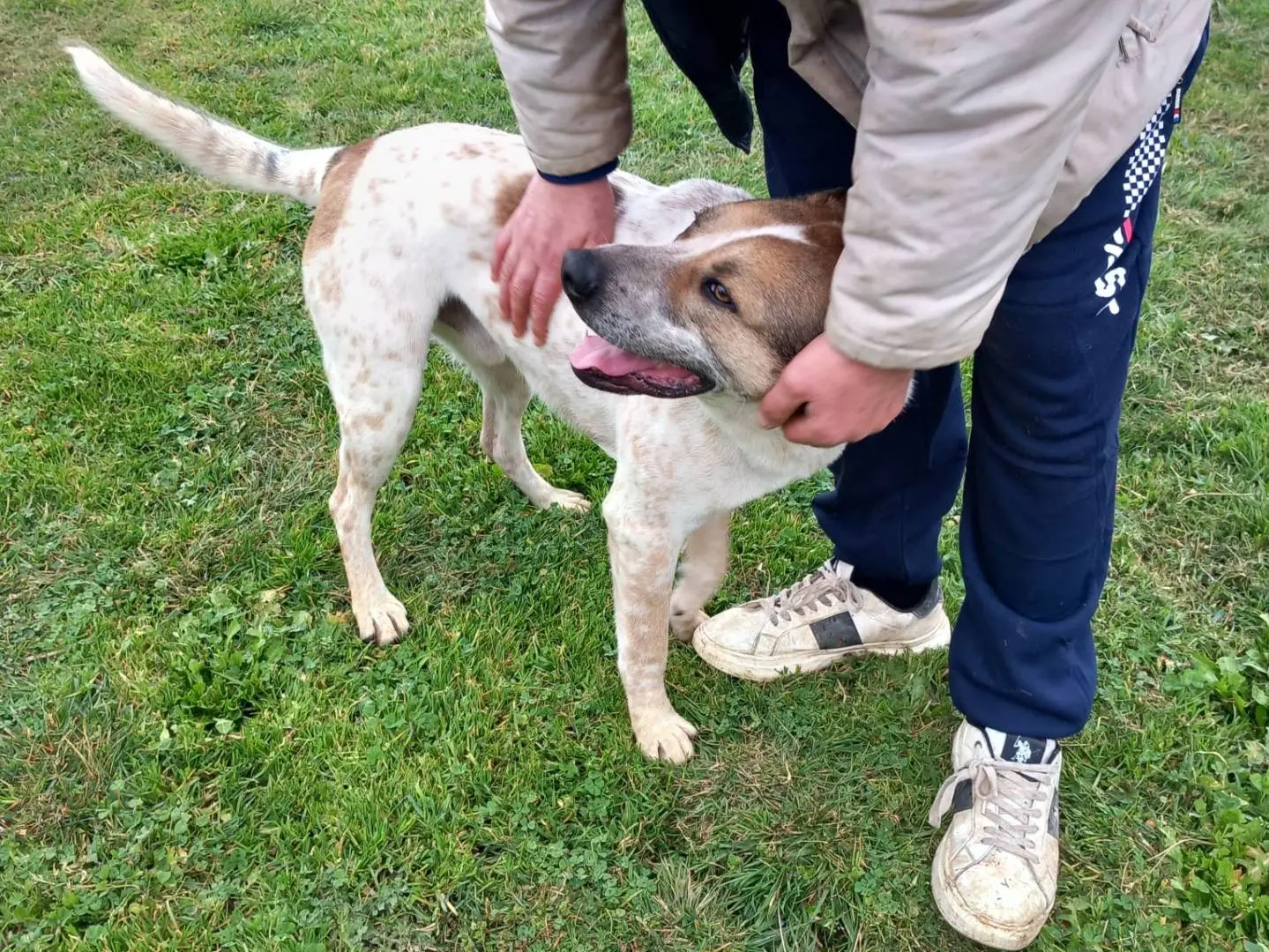 Vuoi adottare un cane a Avellino?