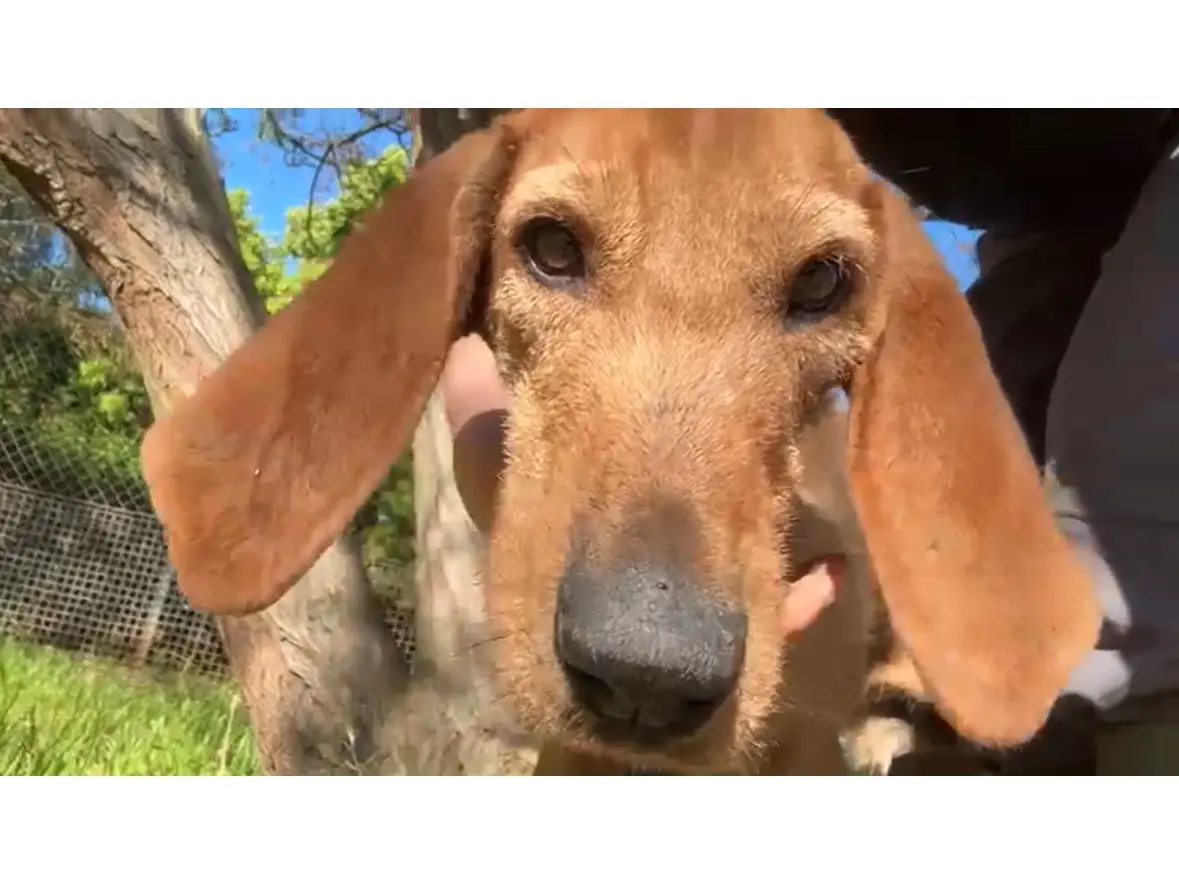 Adotta un cane, maschio, 4 anni e 4 mesi, Latina