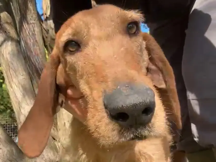 Adozione cane, maschio, Razza sconosciuta Razza sconosciuta, 4 anni e 4 mesi, taglia media, Latina