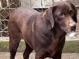 Adotta il cane Kumbra a Roma