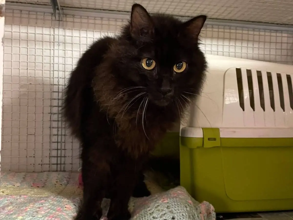 Adozione gatto, maschio, Razza sconosciuta Razza sconosciuta, 12 anni e 9 mesi, taglia non valida, Milano