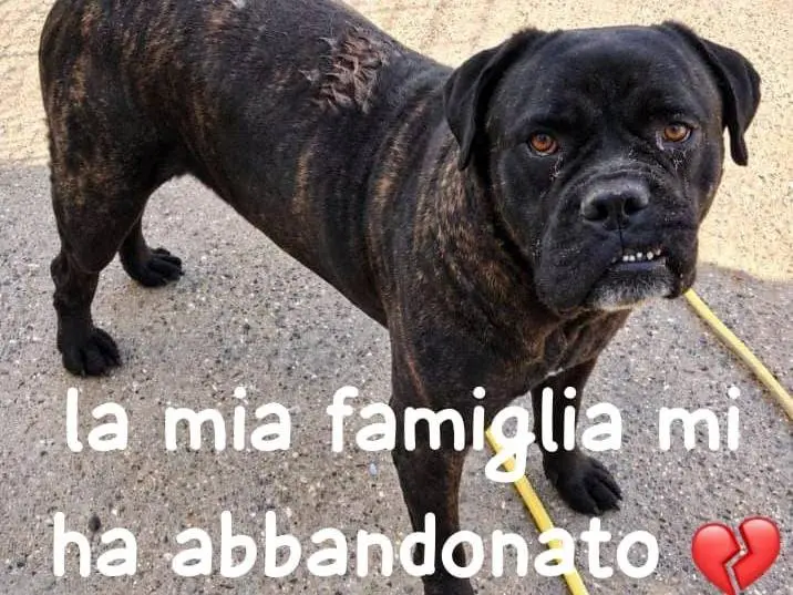 Foto 1 dell'animale