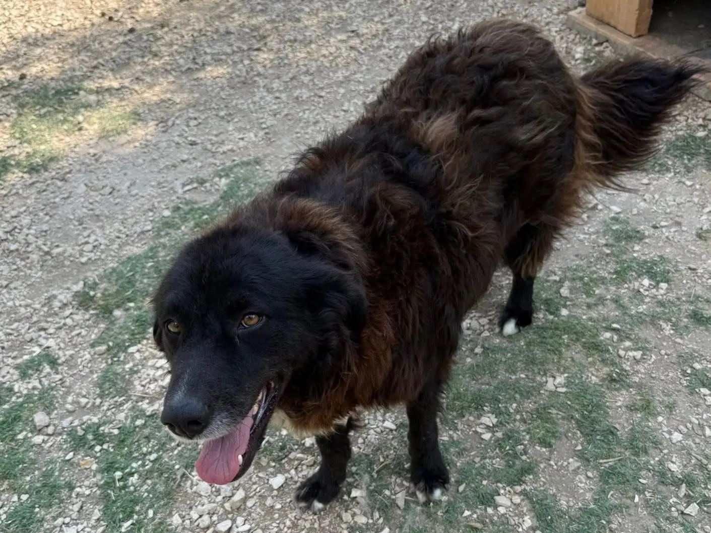 Foto 2 dell'animale