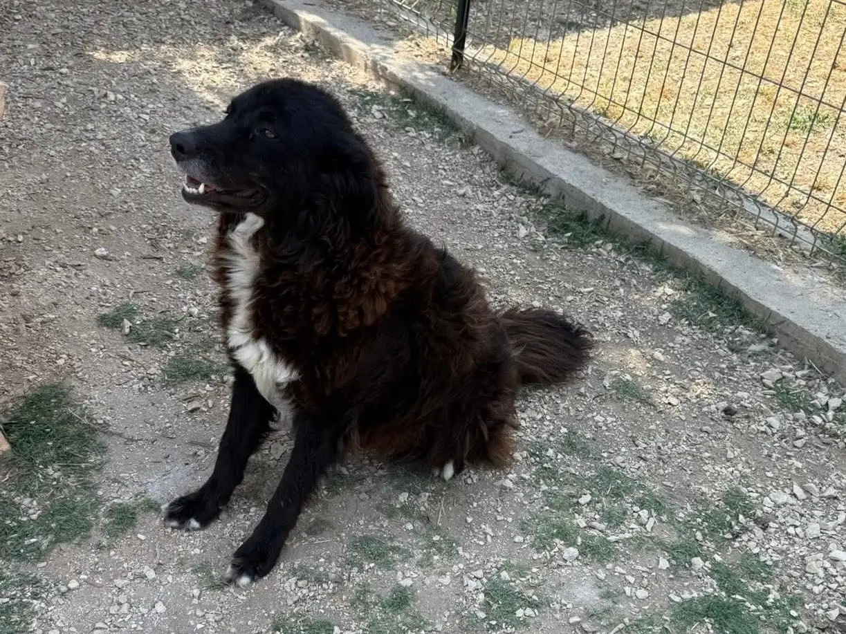 Foto 3 dell'animale