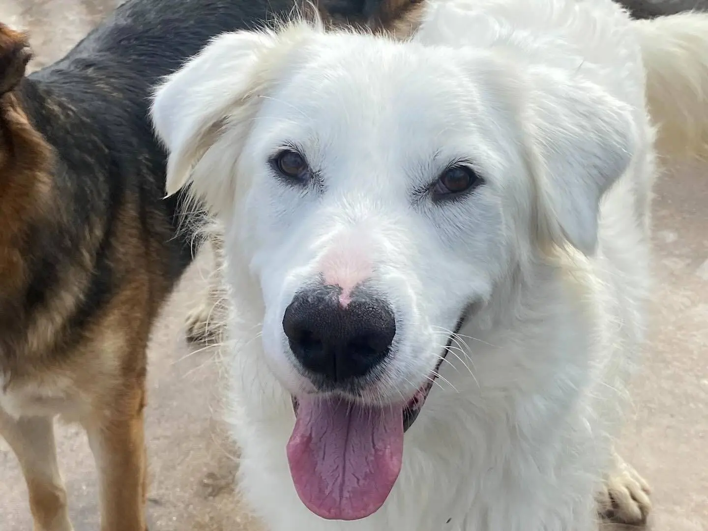 Adotta il cane Ghali a Latina