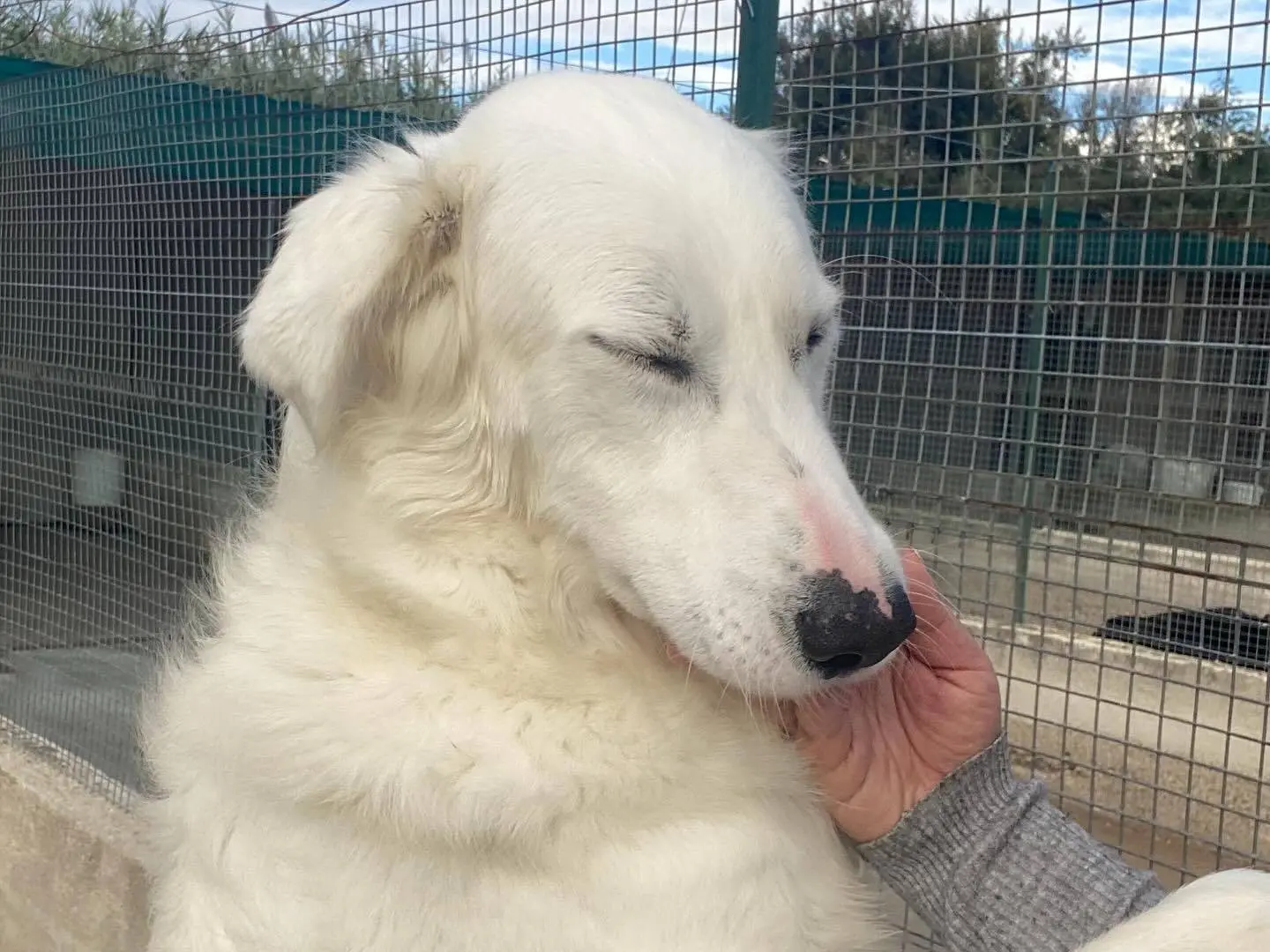 Vuoi adottare un cane a Latina?