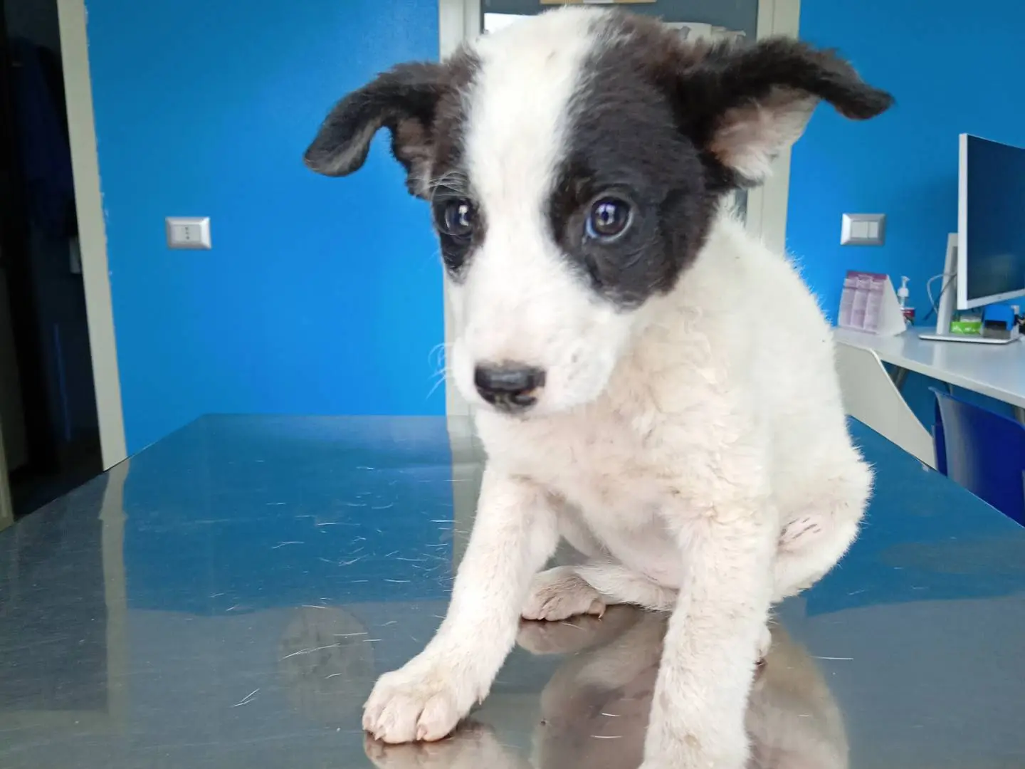 Adotta un cane, femmina, 4 mesi, Modena