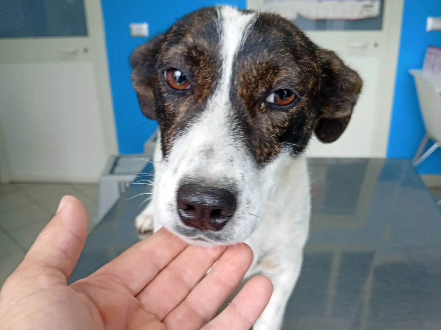 Adotta un cane, taglia piccola, femmina, Modena