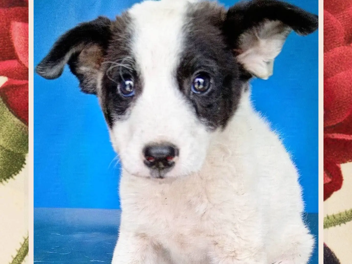 Adozione cane, femmina, Razza sconosciuta Razza sconosciuta, 4 mesi, taglia piccola, Modena