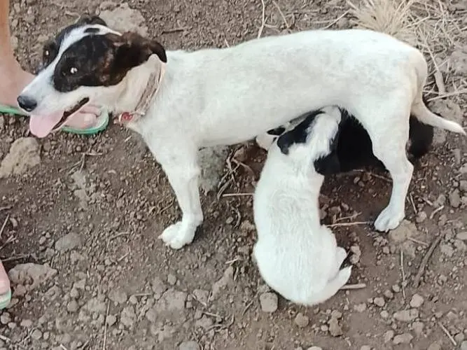 Vuoi adottare un cane a Modena?