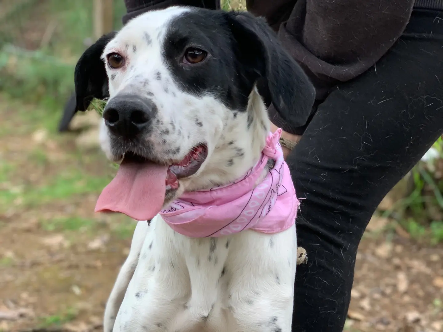 Adotta il cane Barbie a Latina