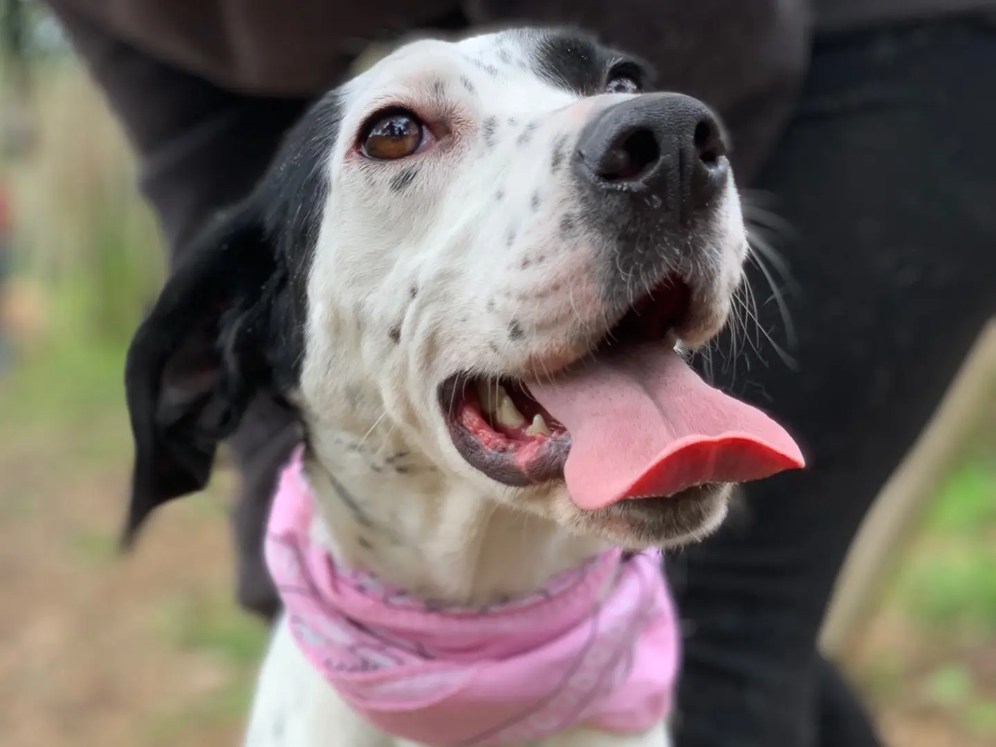 Adotta un cane, taglia media, femmina, Latina