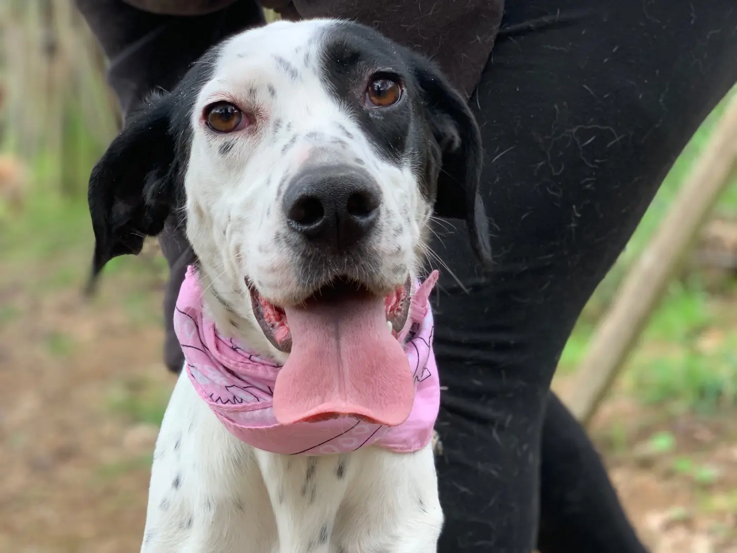 Adotta un cane, femmina, 1 anno e 9 mesi, Latina