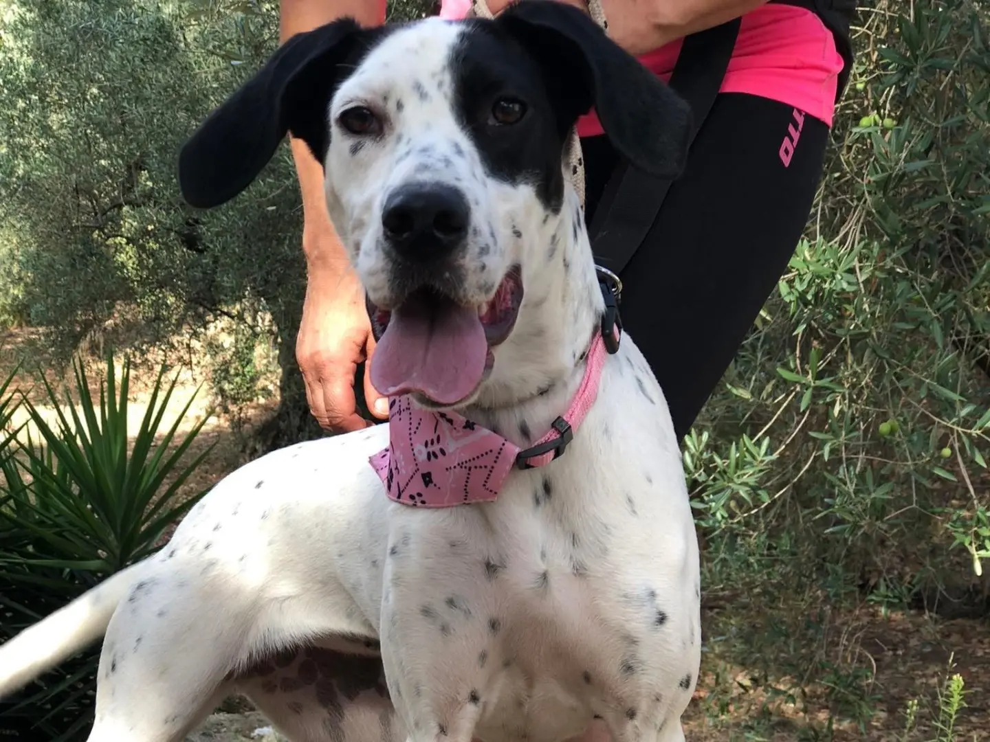 Adozione cane, femmina, Razza sconosciuta Razza sconosciuta, 1 anno e 9 mesi, taglia media, Latina