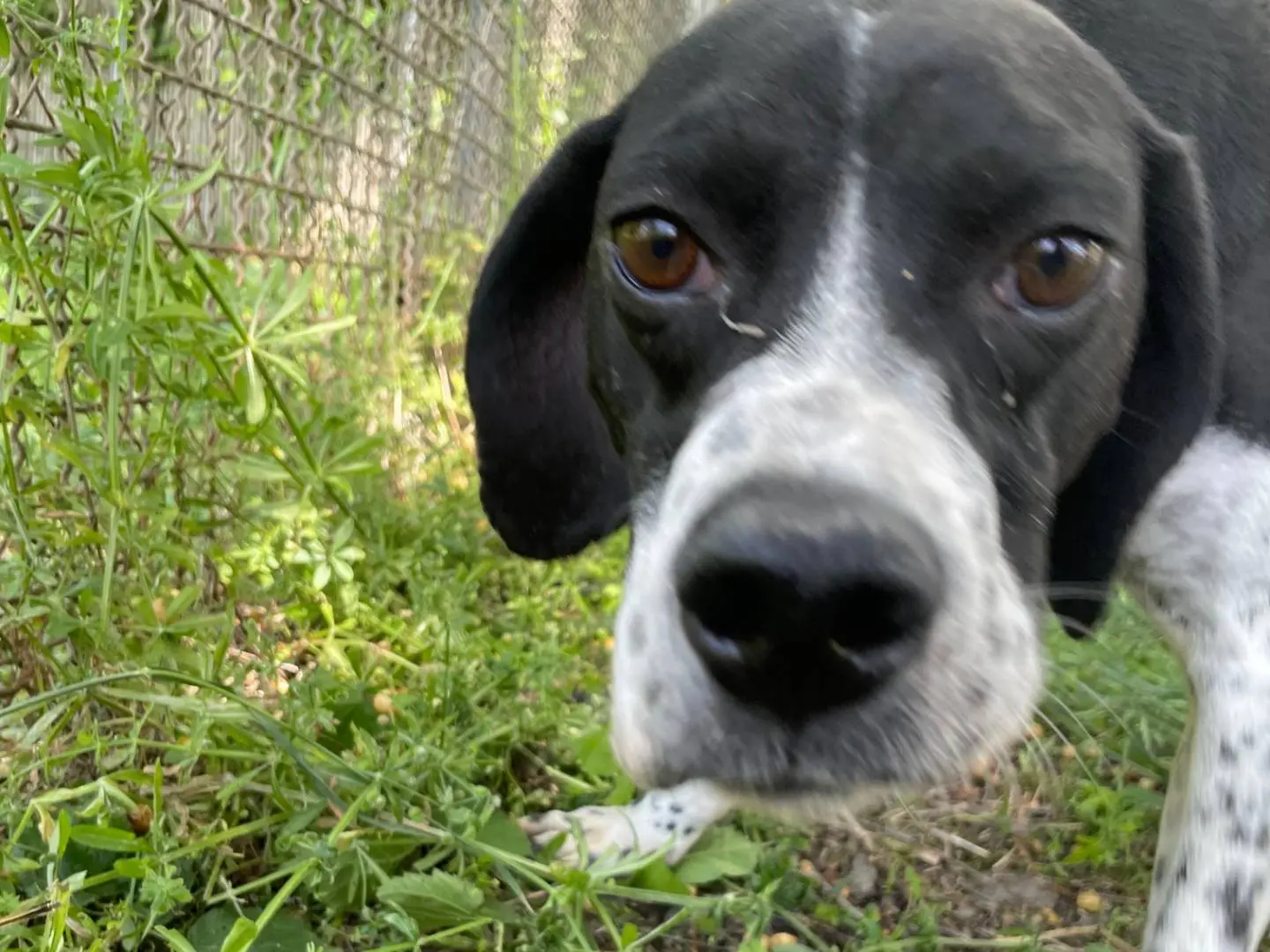 Adozione cane, maschio, Pointer Razza sconosciuta, 7 anni, taglia media, Latina
