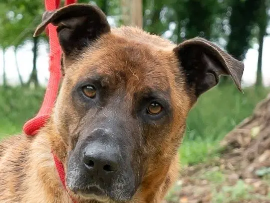 Vuoi adottare un cane a Ferrara?