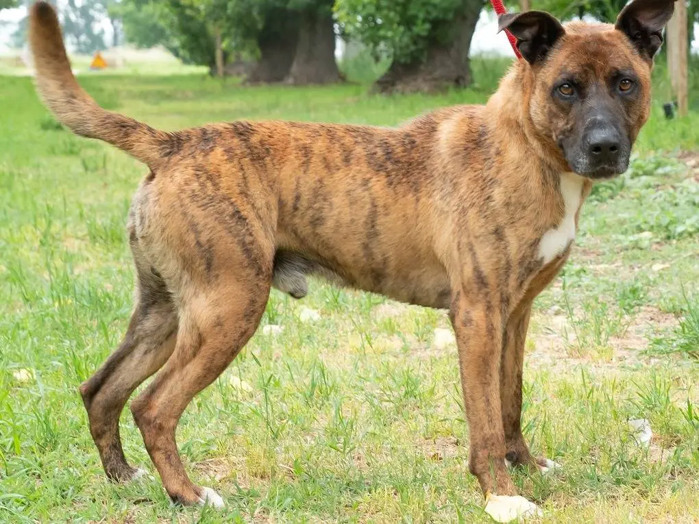 Adotta un cane, taglia grande, maschio, Ferrara