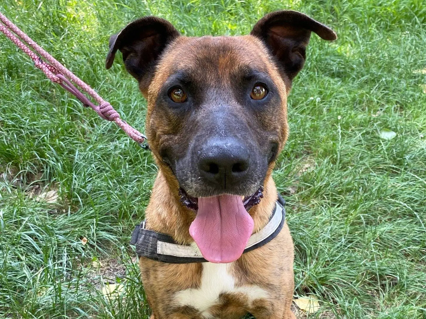 Adozione cane, maschio, Amstaff Razza sconosciuta, 7 anni e 5 mesi, taglia grande, Ferrara