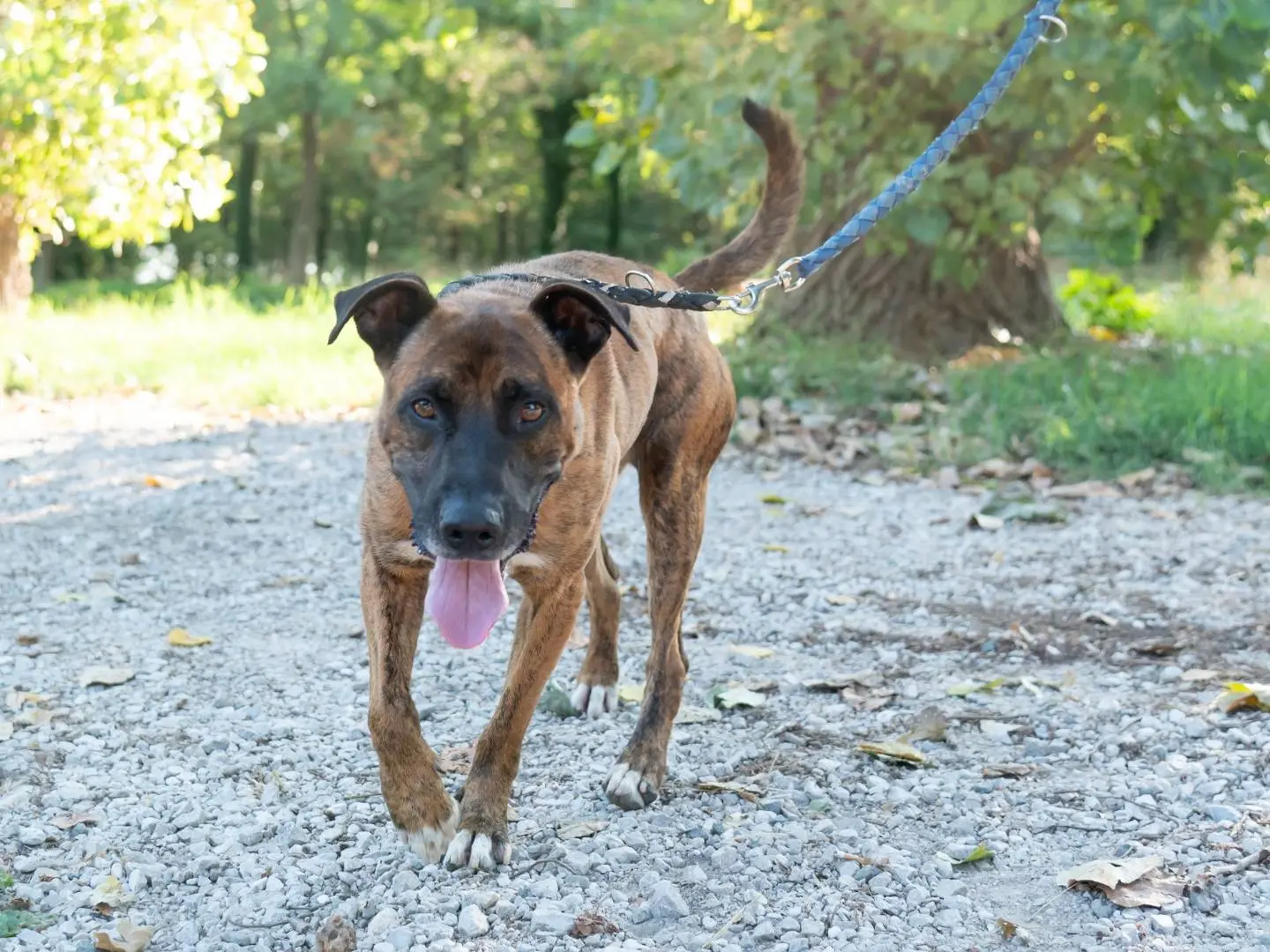 Adotta un cane, maschio, 7 anni e 5 mesi, Ferrara