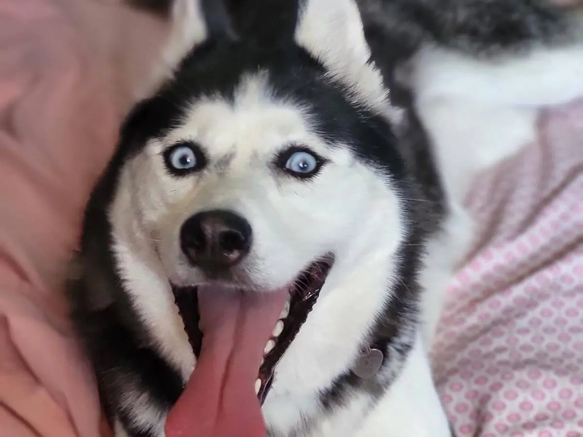 Adozione cane, femmina, Siberian Husky Razza sconosciuta, 7 anni, taglia media, Benevento