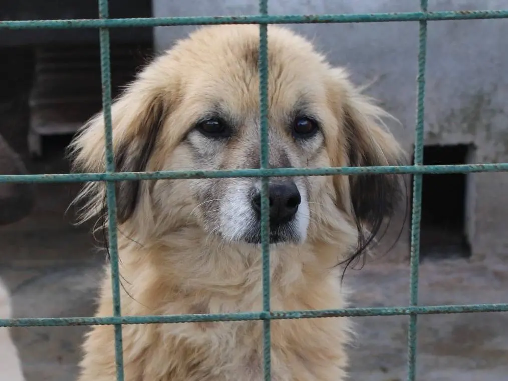 Adotta un cane, femmina, 8 anni e 4 mesi, Bolzano