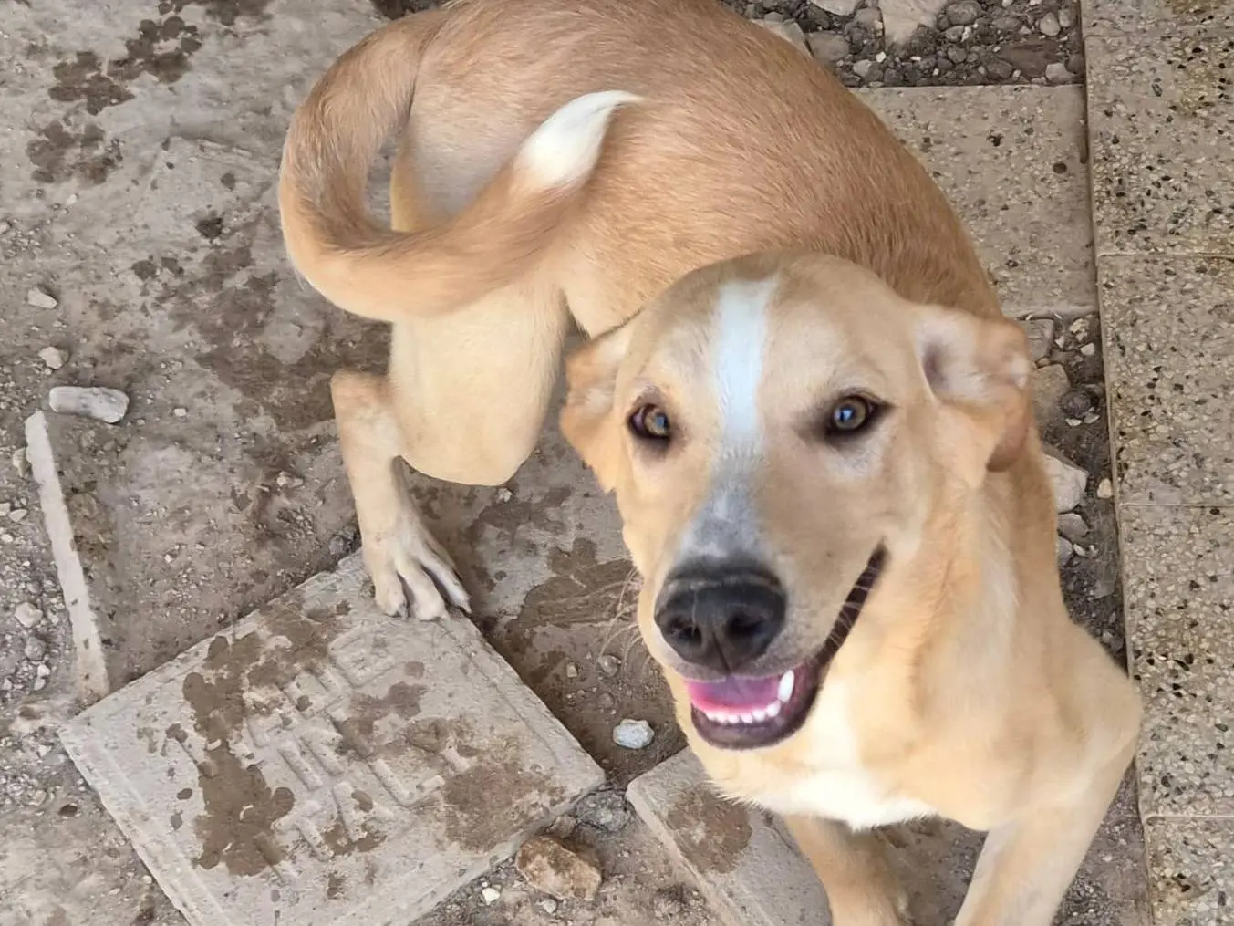 Adotta un cane, maschio, 8 mesi, Ragusa