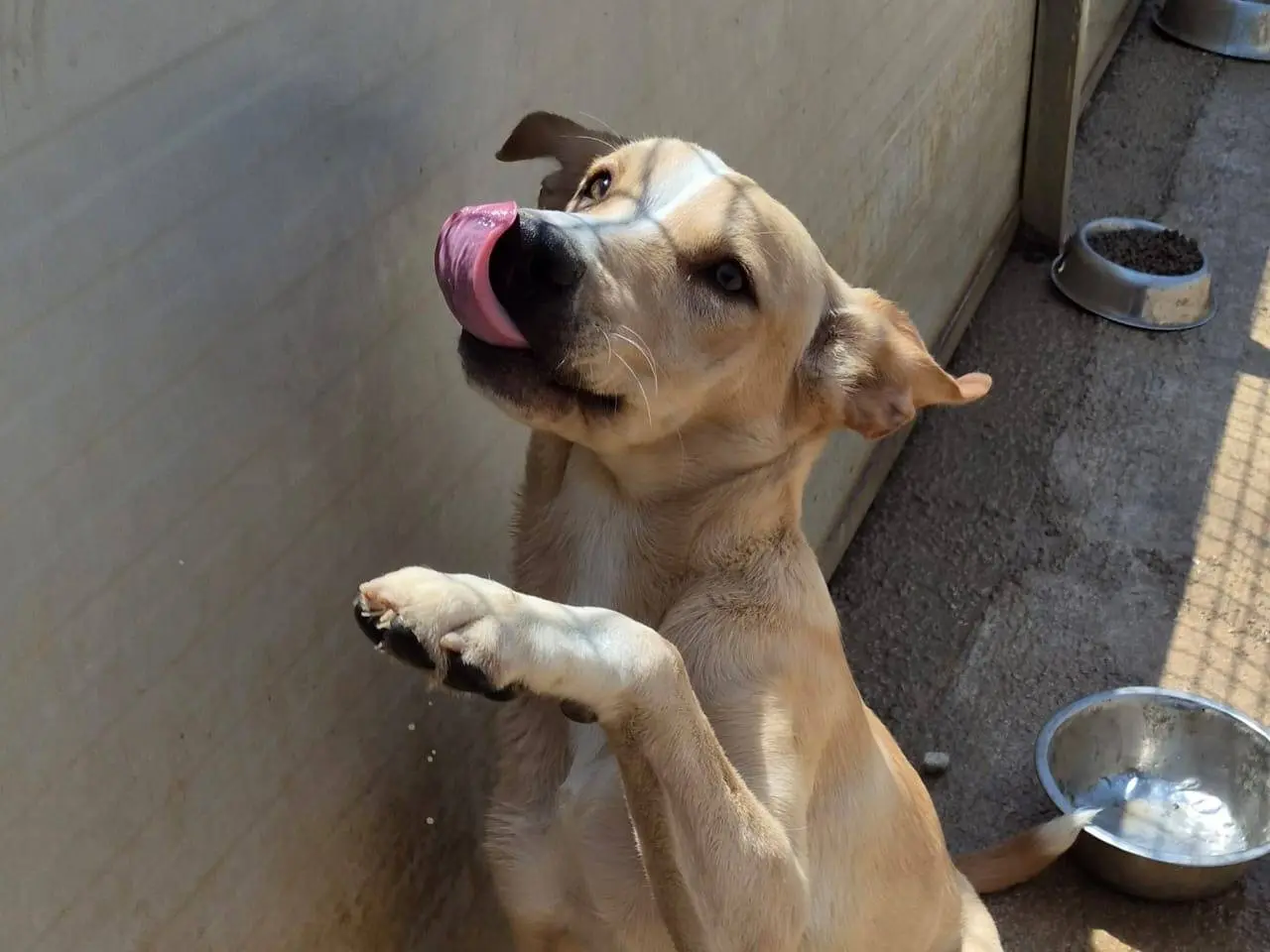 Adozione cane, maschio, Razza sconosciuta Razza sconosciuta, 8 mesi, taglia media contenuta, Ragusa