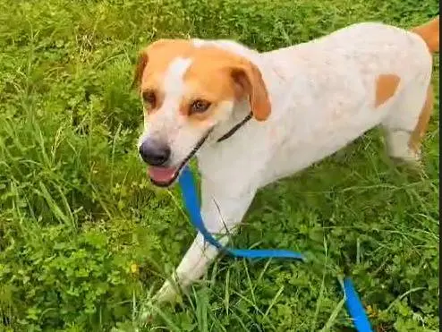Adotta un cane, maschio, 8 anni e 7 mesi, Trapani