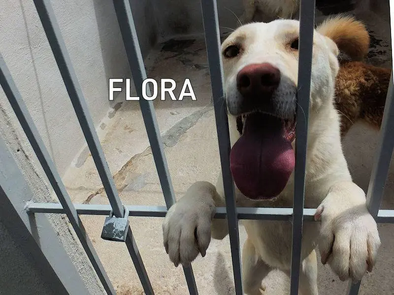 Adozione cane, femmina, Razza sconosciuta Razza sconosciuta, 4 anni e 10 mesi, taglia media contenuta, Frosinone