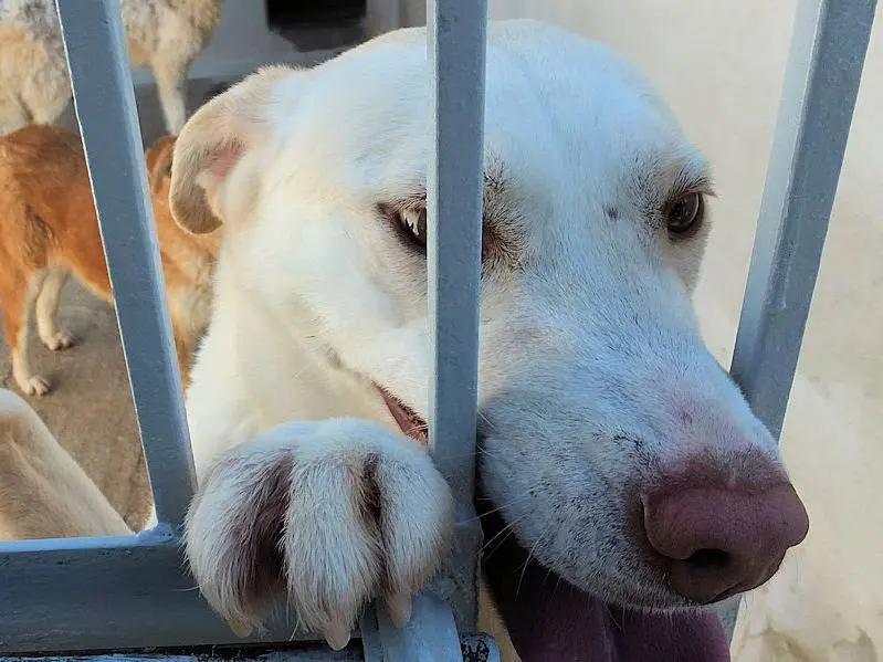 Vuoi adottare un cane a Frosinone?