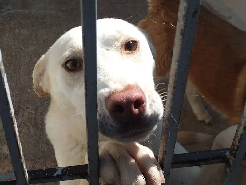 Adotta un cane, femmina, 4 anni e 10 mesi, Frosinone