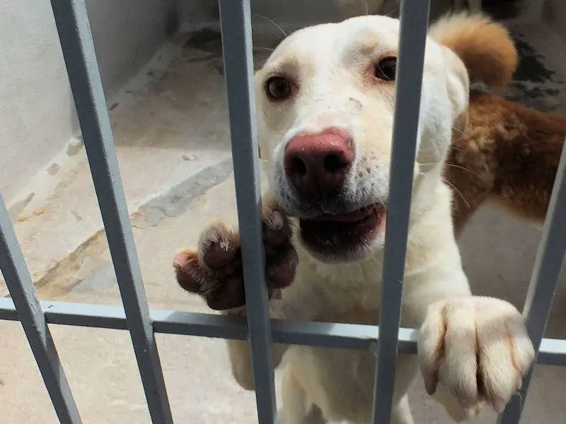 Adotta il cane FLORA a Frosinone