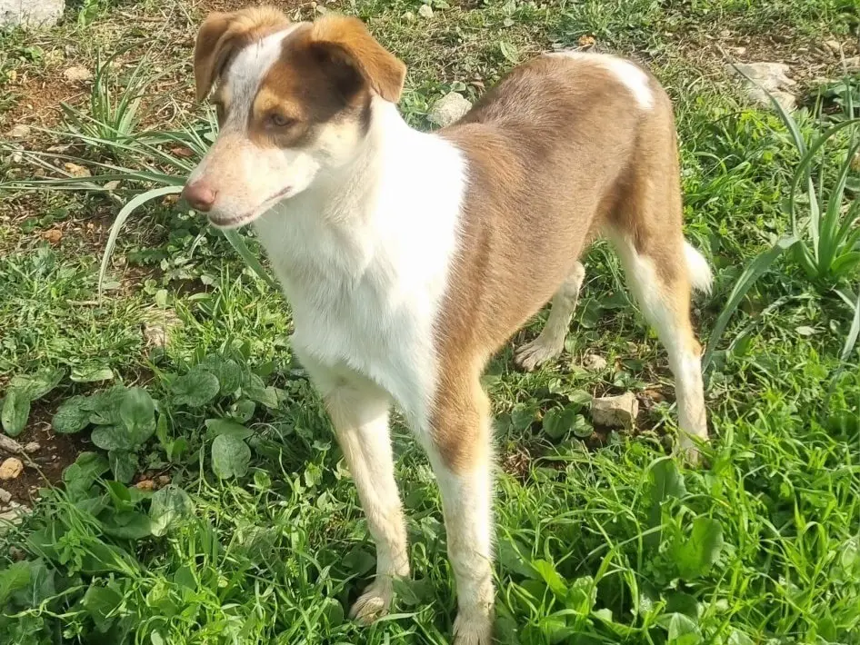 Vuoi adottare un cane a Latina?
