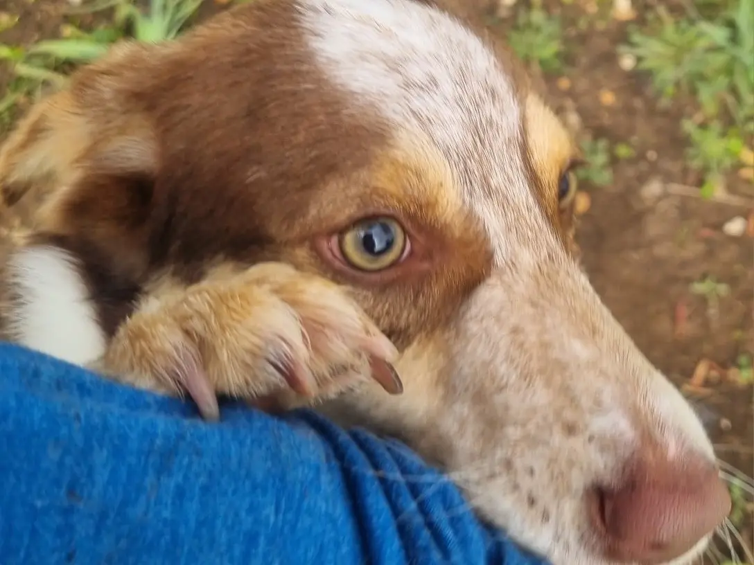 Adotta un cane, taglia media contenuta, maschio, Latina