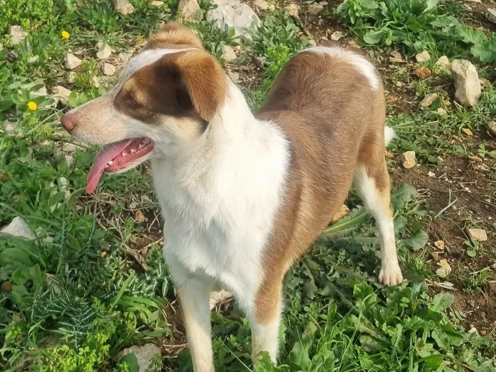 Adozione cane, maschio, Razza sconosciuta Razza sconosciuta, 1 anno e 5 mesi, taglia media contenuta, Latina