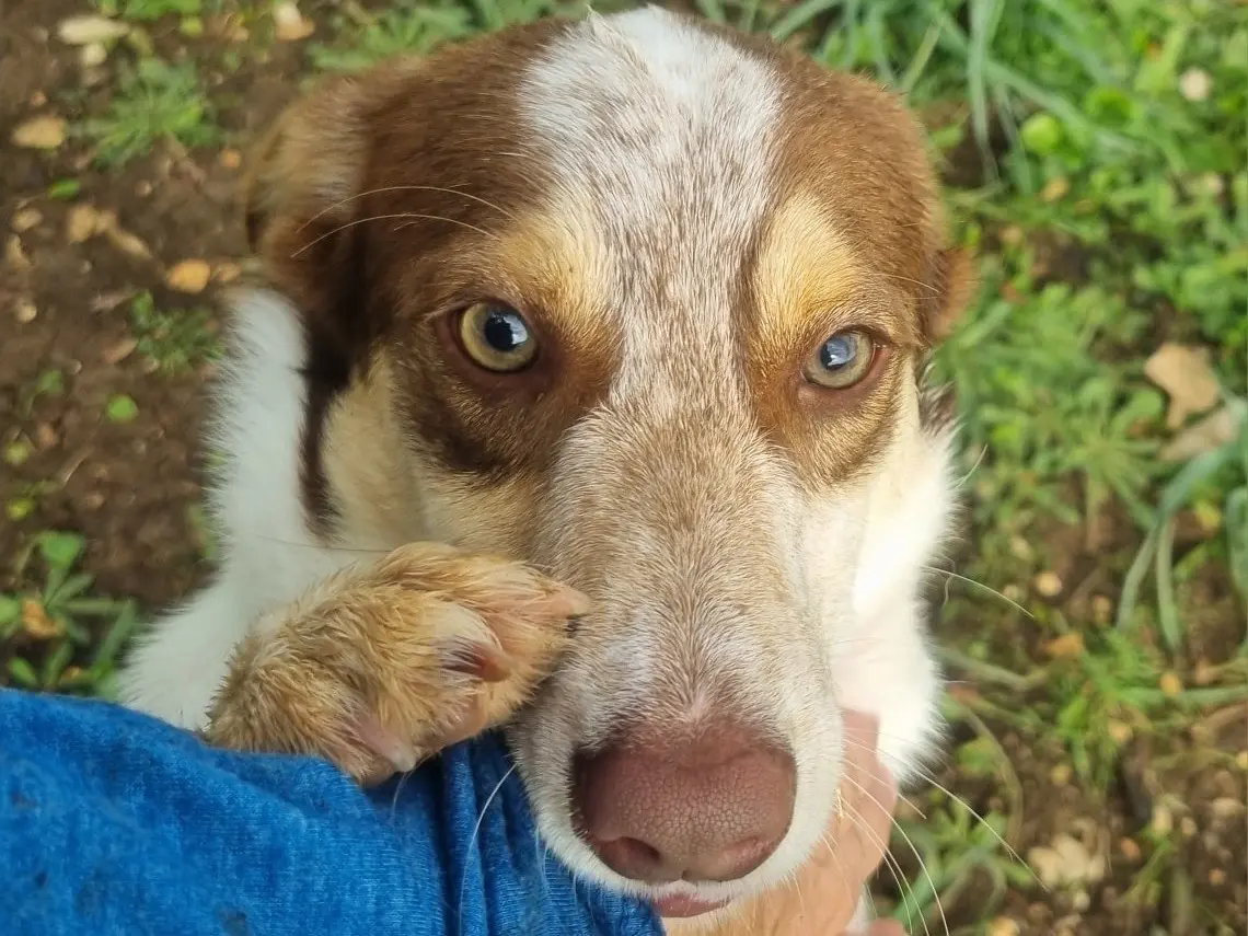 Adotta un cane, maschio, 1 anno e 5 mesi, Latina