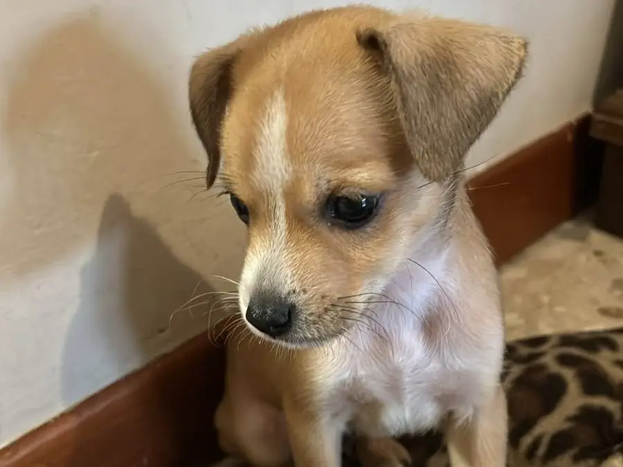 Adozione cane, maschio, Pinscher Razza sconosciuta, 3 mesi, taglia piccola, Frosinone