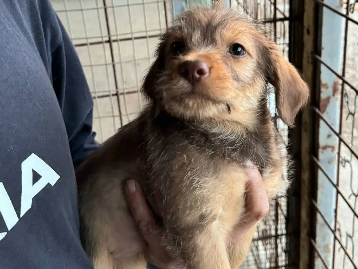 Adotta un cane, taglia media, femmina, Teramo