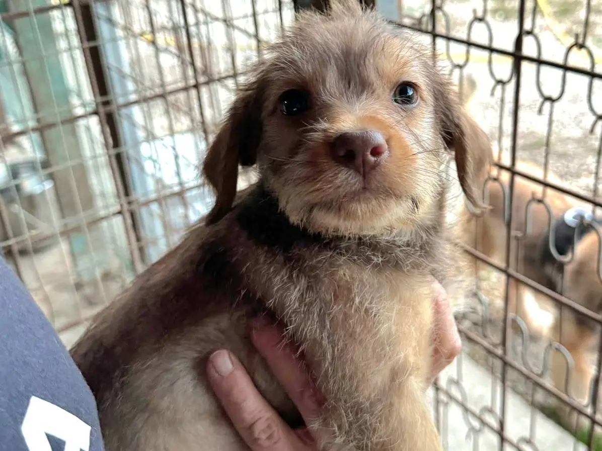 Adotta un cane, femmina, 2 mesi, Teramo