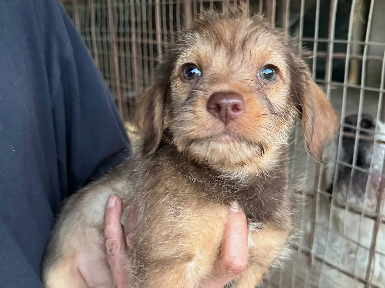 Adozione cane, femmina, Razza sconosciuta Razza sconosciuta, 2 mesi, taglia media, Teramo