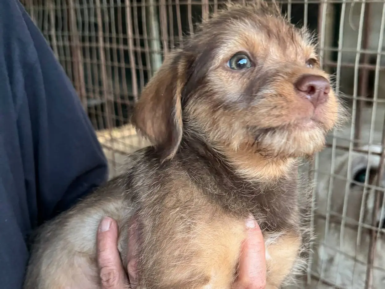 Vuoi adottare un cane a Teramo?