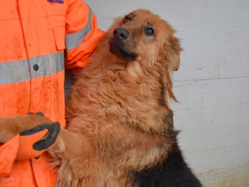Vuoi adottare un cane a Matera?