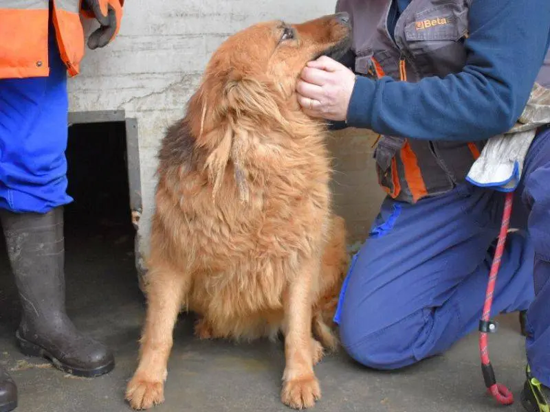 Adotta un cane, femmina, 6 anni e 7 mesi, Matera